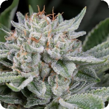 Auto  Cali  Mango  Mass  Remaster  1